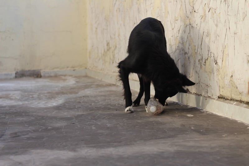 cachorro preto brincando com garrafa pet com petiscos dentro