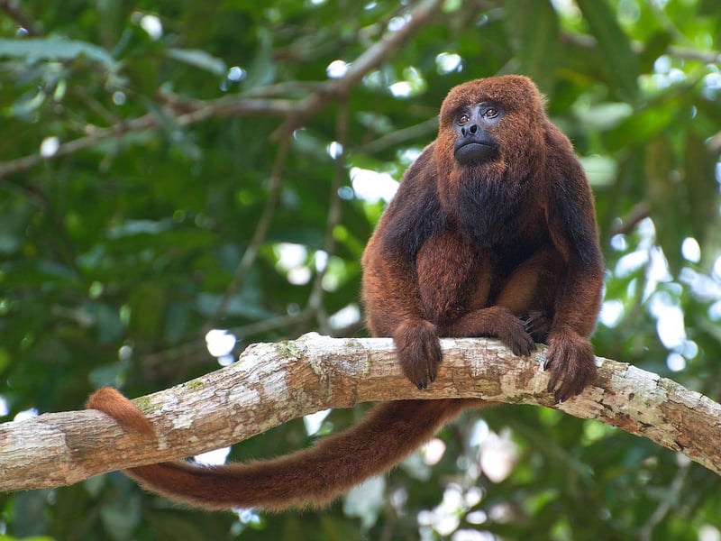 Matar macacos é cruel e dificulta luta contra febre amarela