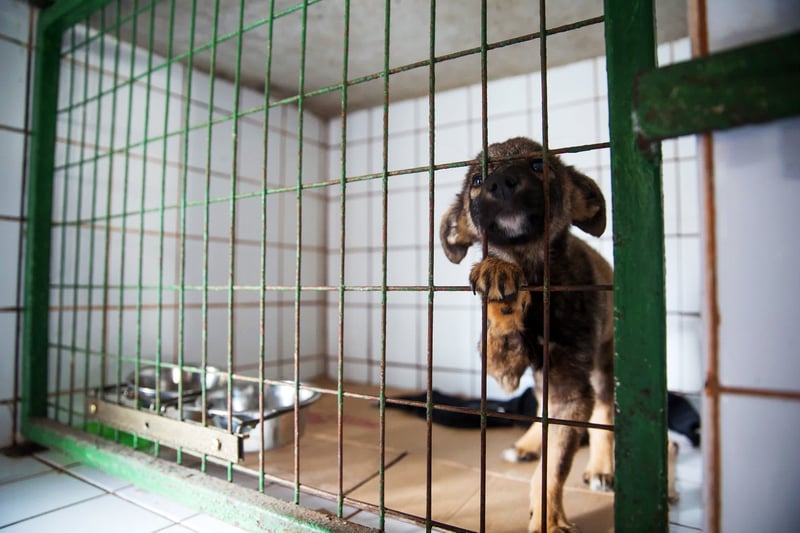 Cachorro abandonado espera por lar em um abrigo