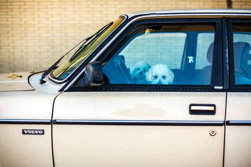 cachorros dentro de carro