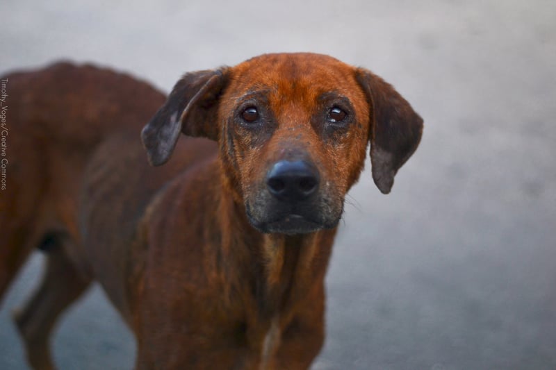 Cães são mortos cruelmente e servidos em lanchonete no Rio de Janeiro