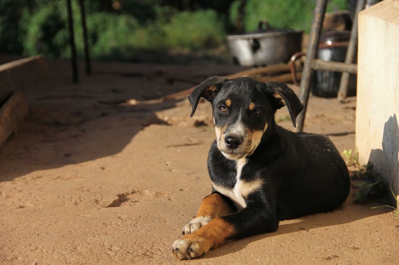 Filhote de cão vítima do ciclone Idai em Moçambique - World Animal Protection