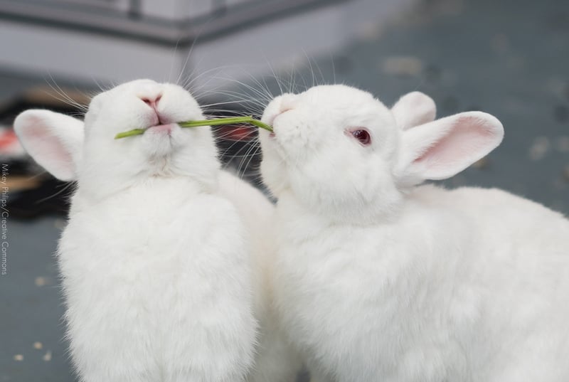 Os animais também merecem uma feliz Páscoa