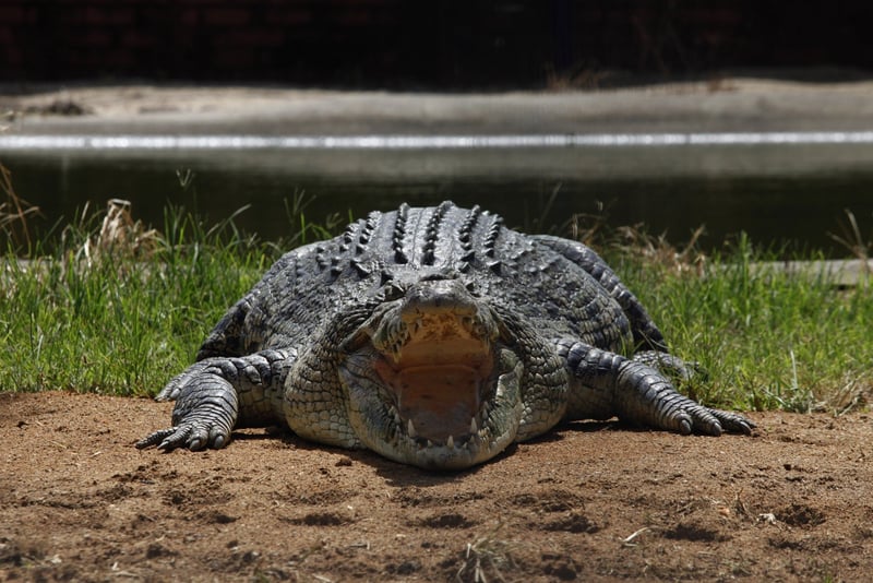 large saltwater crocodile by dean sewell 