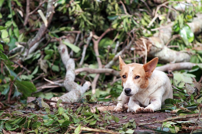 dog Vanuatu