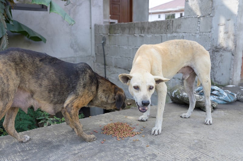 Cães se alimentam nas ruas com ração doada - Proteção Animal Mundial