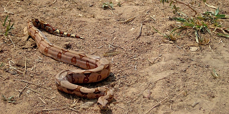 Cobra jiboia no chão de terra