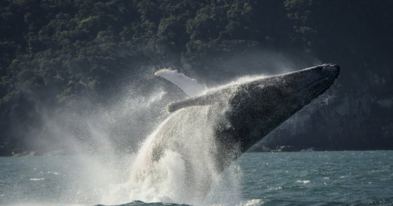 Mantenha sempre a distância de animais silvestres