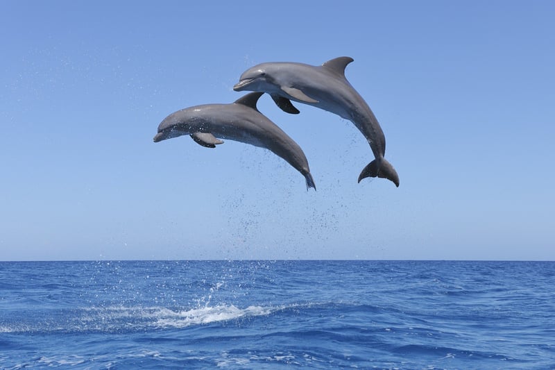 dolphins swimming in the ocean