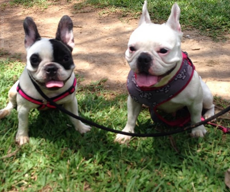 Mulher instala câmeras em casa e flagra namorado agredindo cachorrinhas