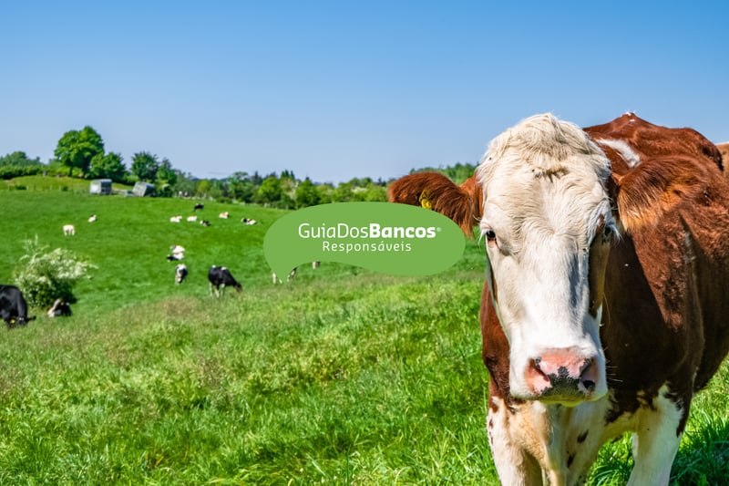 Vaca marrom e branca ao lado direito, olhando para a frente, em meio a um grande pasto verde, com diversas vacas ao fundo, com o logotipo do Guia dos Bancos Responsáveis no meio da imagem