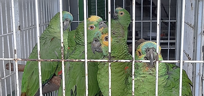 Cinco papagaios verdes presos, em uma gaiola de metal, em um pet shop
