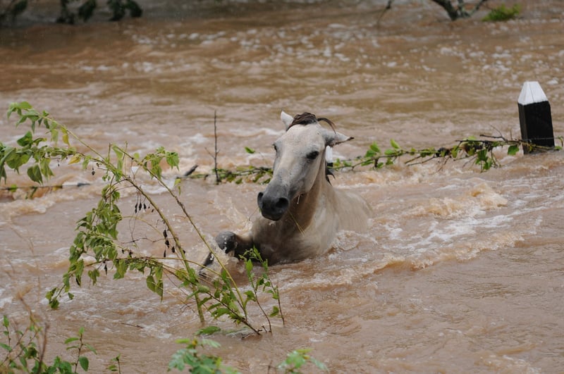 A horse in Nicaragua gets caught in the flood waters after Hurricane Jova - World Animal Protection - Disaster management