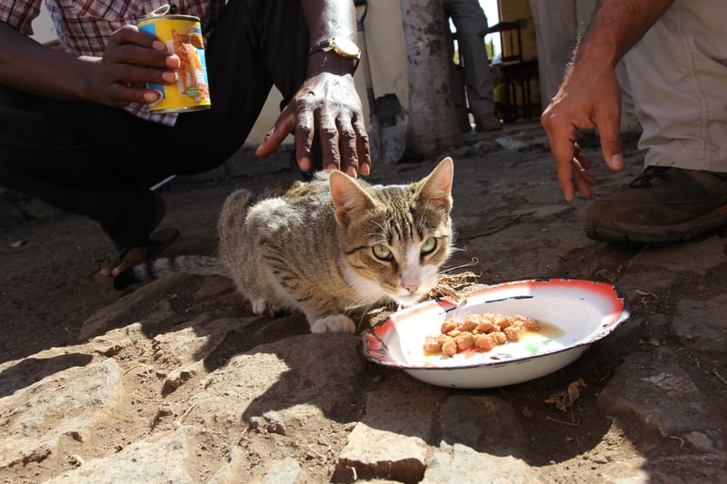 World Animal Protection envia equipes para proteger animais em desastres em Cabo Verde e Filipinas