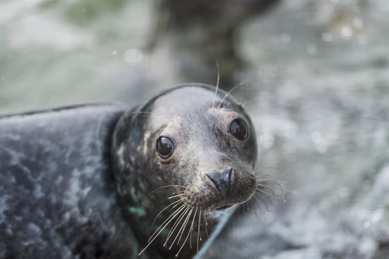 Focas resgatadas de rede fantasma voltam à natureza