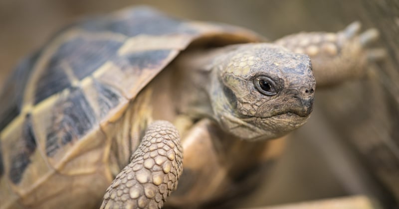 Pictured: Tortoises are one of the wild animal species that PetSmart is still selling.