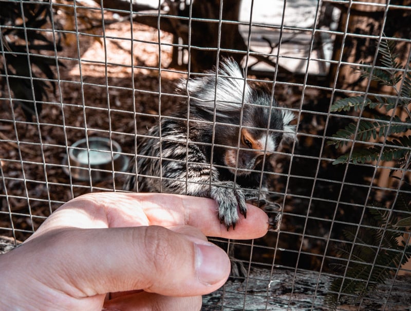 Sangui dentro de uma gaiola, com um dos braço pra fora, segurando o dedo de uma pesoa