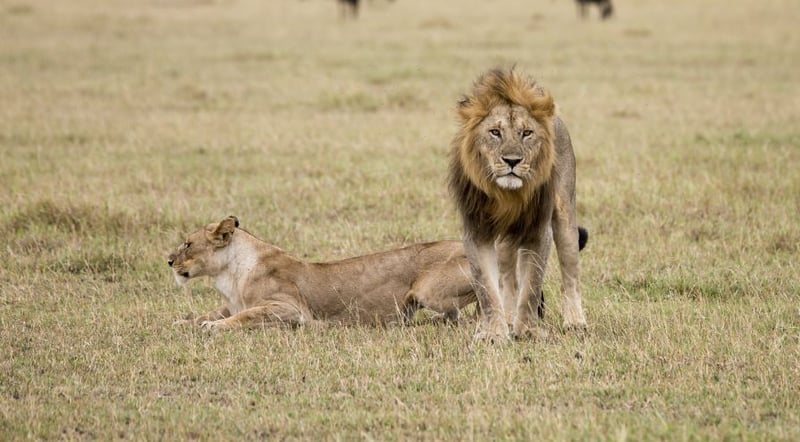 Dentista americano mata leão Cecil, tesouro nacional do Zimbábue, em safári de caça 