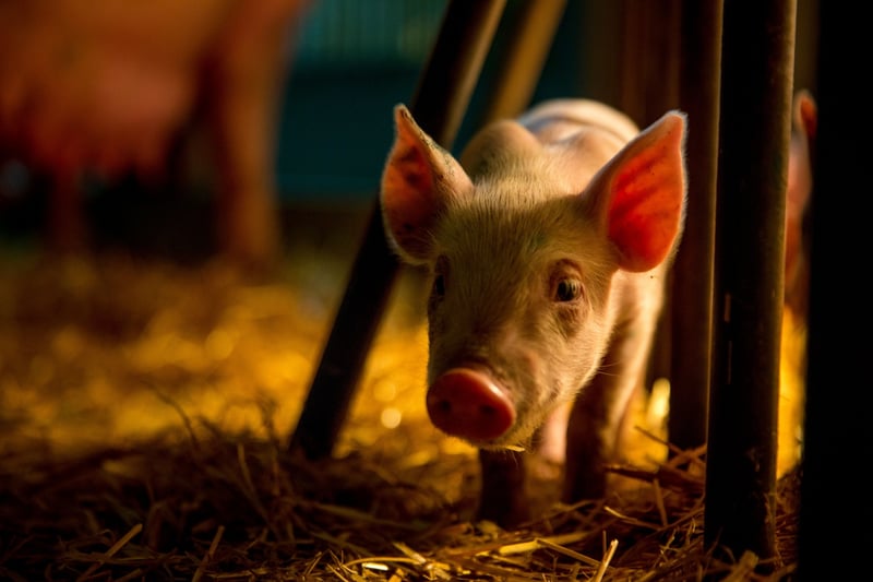 Leitão em criação com enriquemento ambiental - Mude a vida dos porcos - Proteção Animal Mundial