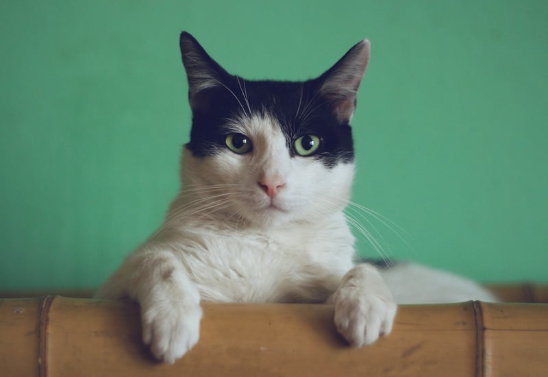 Fezes de gato: tipos e significados - COM FOTOS