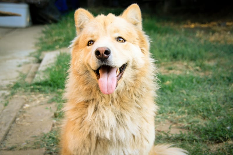 5 dicas para cuidar bem do seu cão ou gato no carnaval