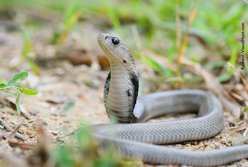 Serpentes e crianças em casa - Mundo Pet