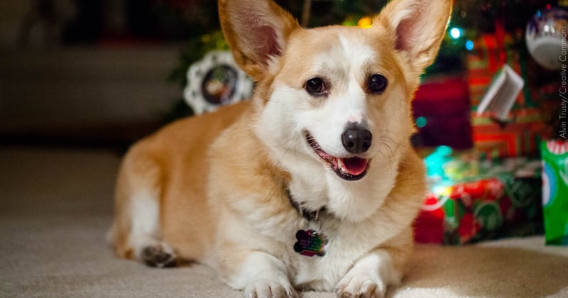 Cão em frente a uma árvore de Natal com presentes