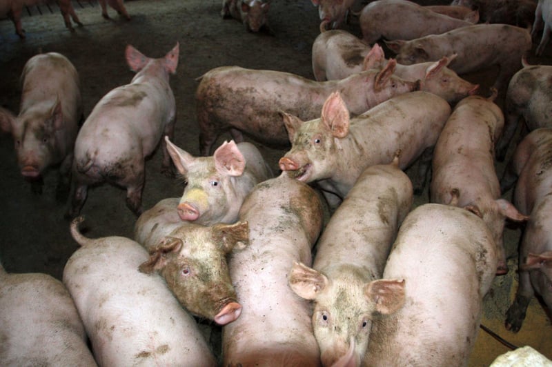 Porcos amontoados em galpão de criação