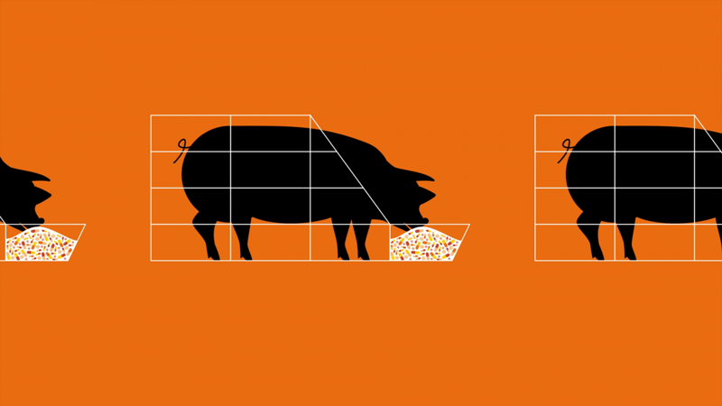 Imagem em gráficos de porcos se alimentando de remédios, fazendo alusão ao uso excessivo de antibióticos em sistemas industriais intensivos.