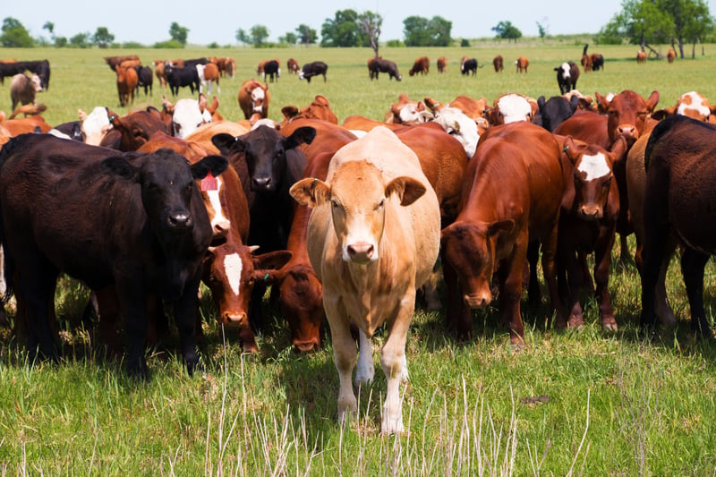 10 motivos para amar bois e vacas