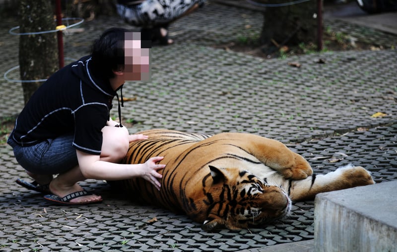 Nova Iorque proíbe \"selfies\" com grandes felinos