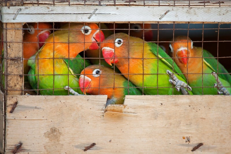 Tropical birds in a cage 