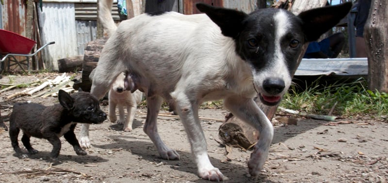 Acompanhe o resgate de animais em Vanuatu, após ciclone