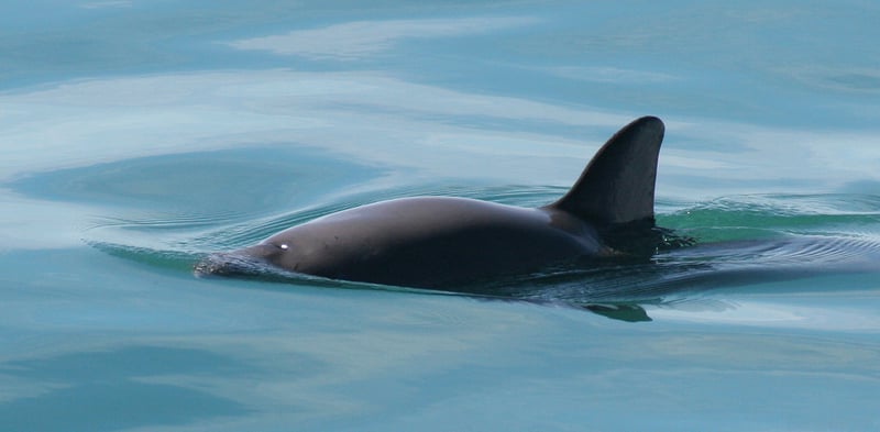 Salvando a las vaquitas marinas de la extinción