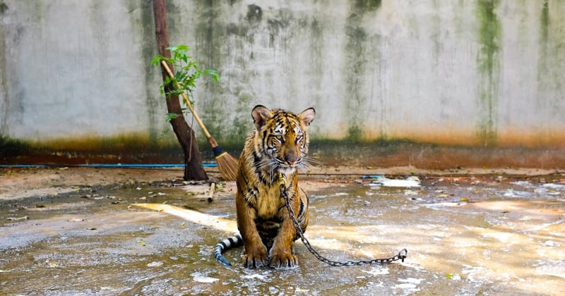 Tigre acorrentado