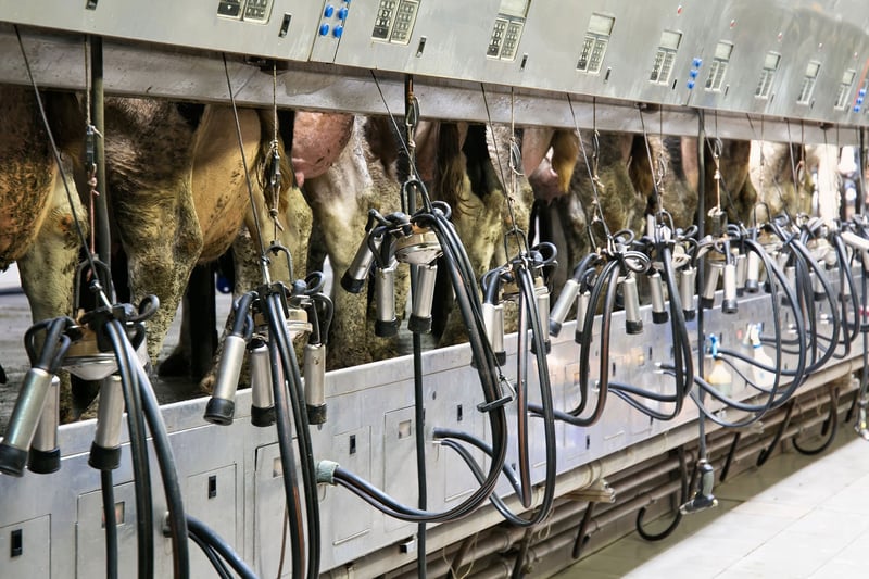 zoonosis-and-antimicrobial-resistance-cows