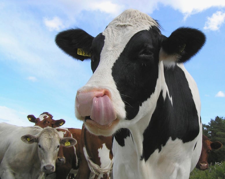 Imagem de uma vaca preta e branca lambendo a boca