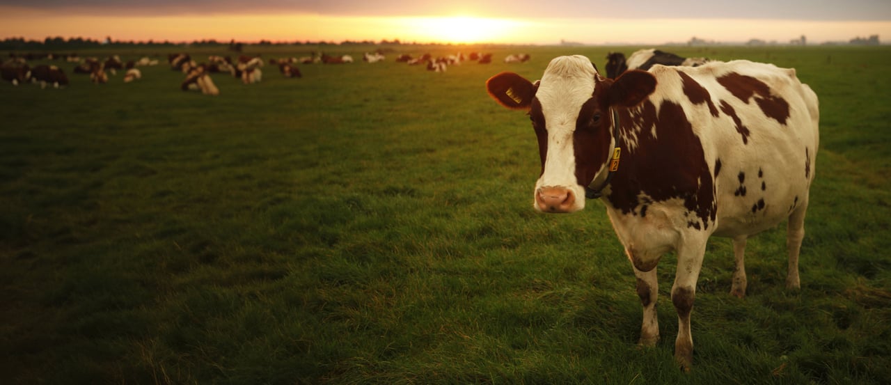 Vaca em pasto - sistemas alimentares éticos e sustentáveis no Brasil