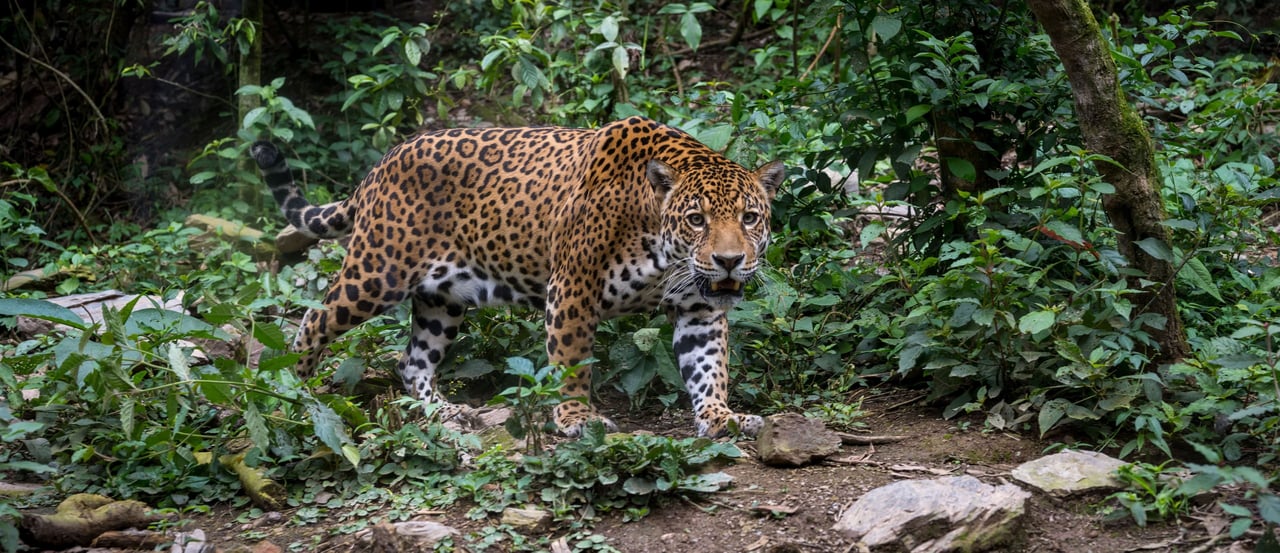 Onça-pintada em um ambiente de mata fechada