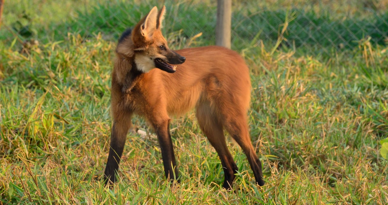 Lobo-guará em todo seu esplendor e elegância