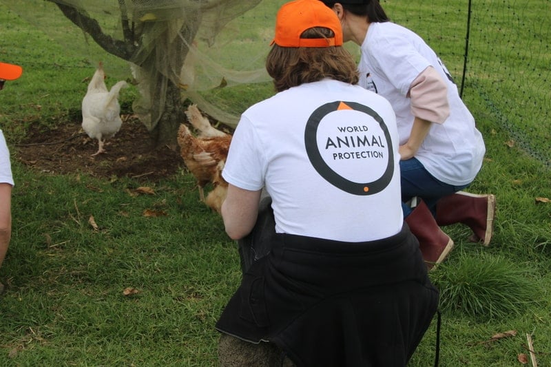 voluntários
