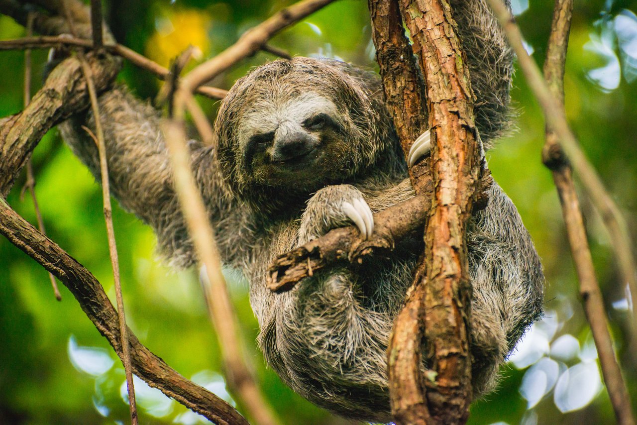 sloth in a tree