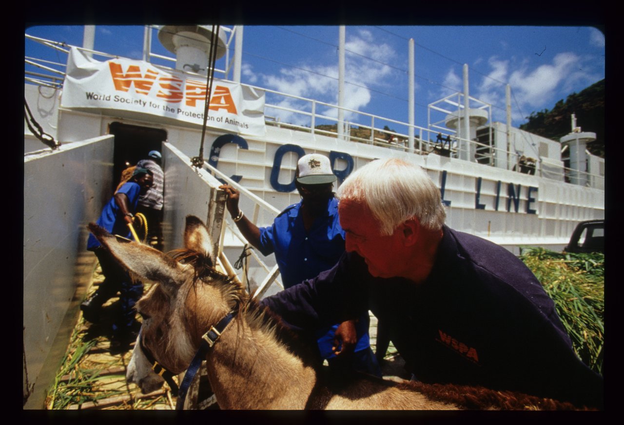 A man holds a starving donkey boarding a WSPA rescue boat