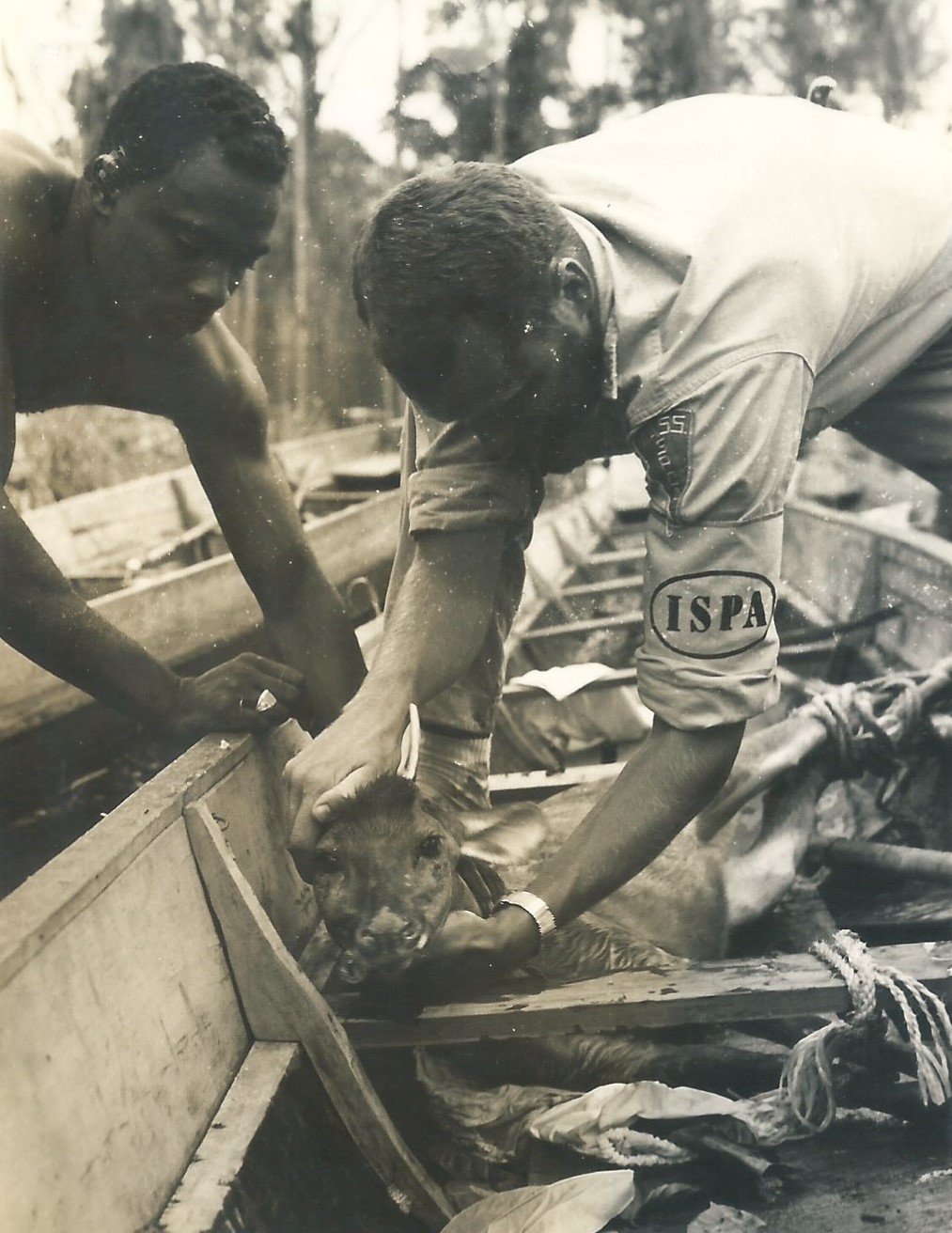 John Walsh rescue calf from floods, ‘Operation Gwamba’ Suriname