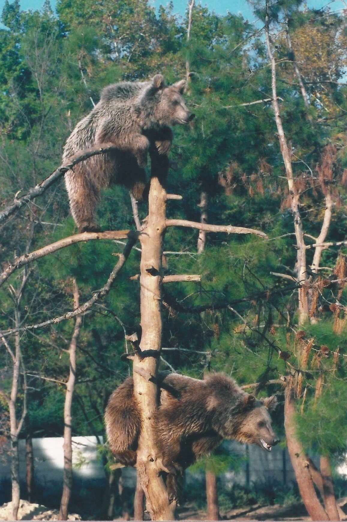 Bears enjoy climbing tree at sanctuary 1992