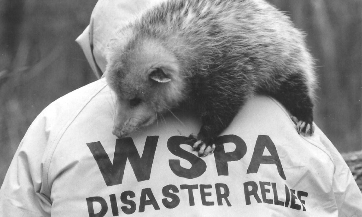WSPA disaster relief team member carries an animal on back
