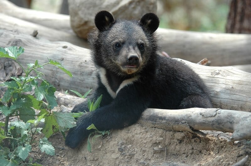 Bear in woods