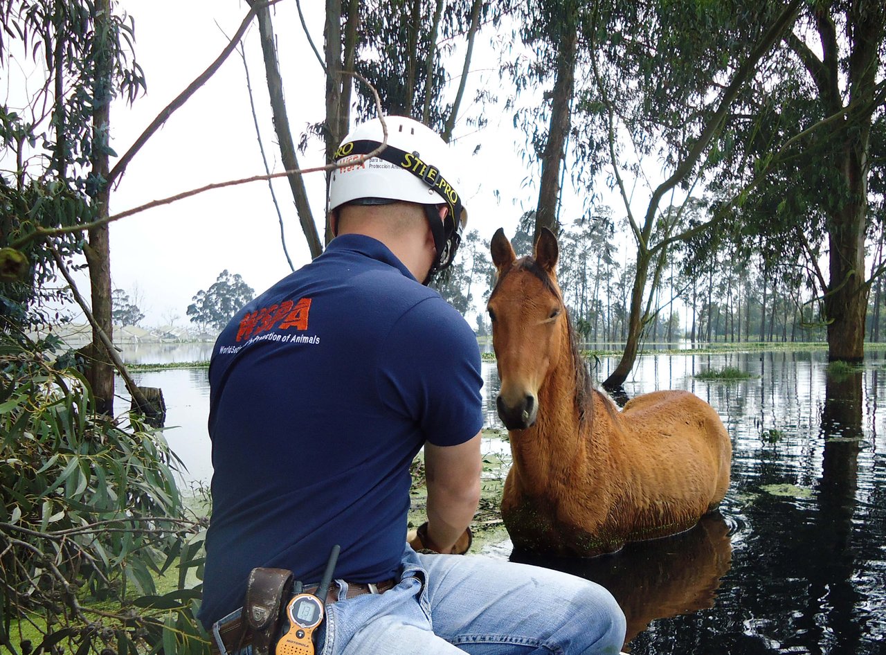 Horse rescue