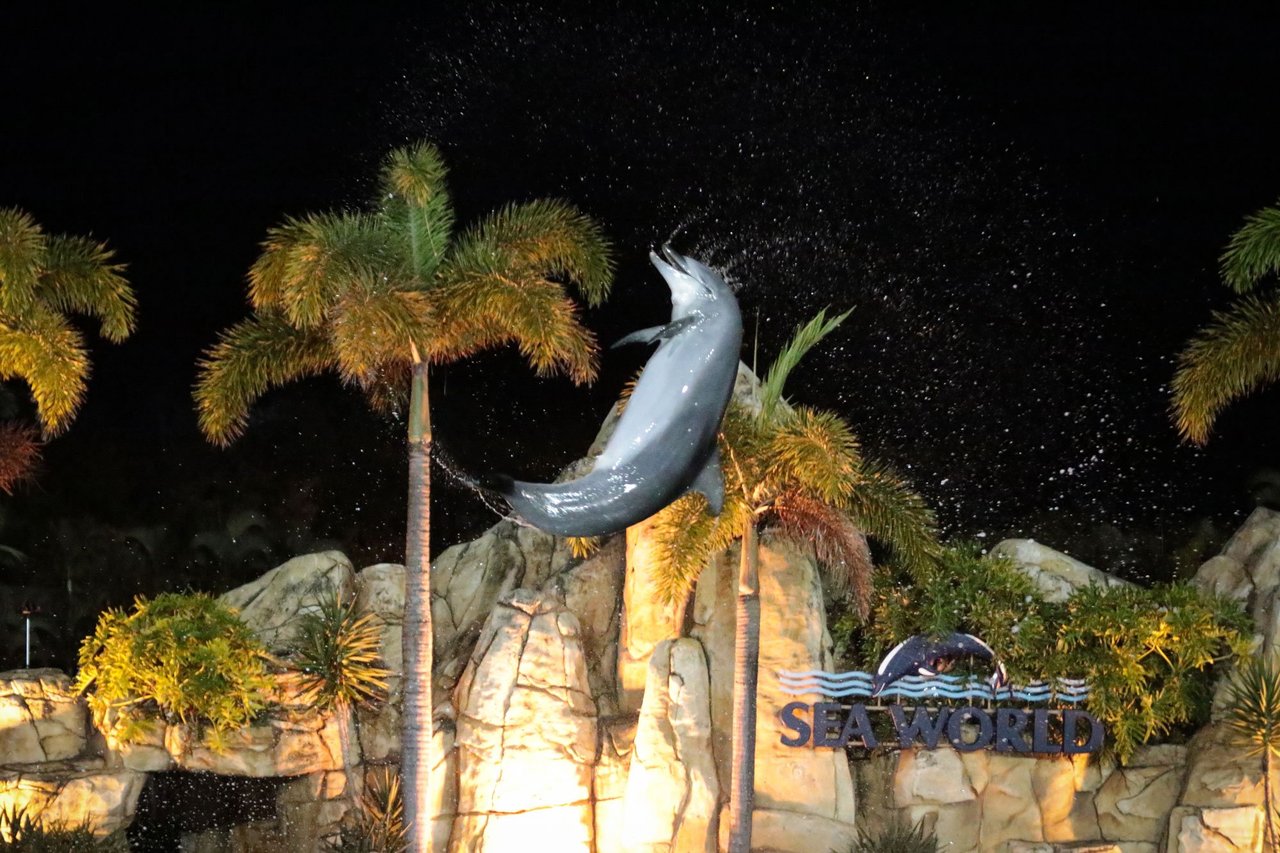 Captive dolphin performing at Sea World Australia