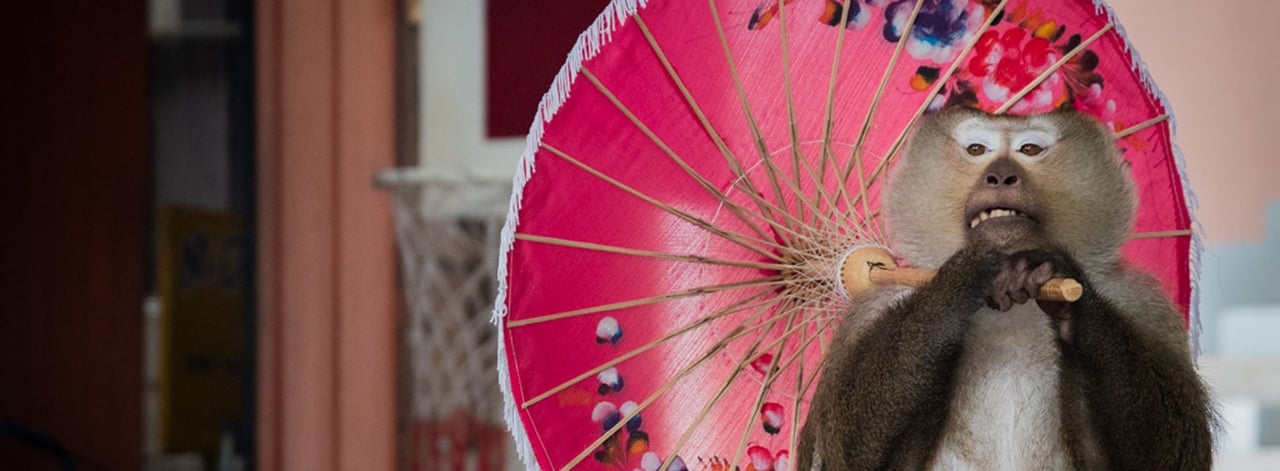 Macaque monkey performs at Phuket Zoo Thialand